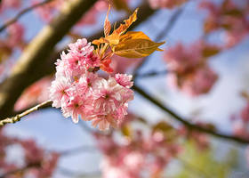 A touch of pink