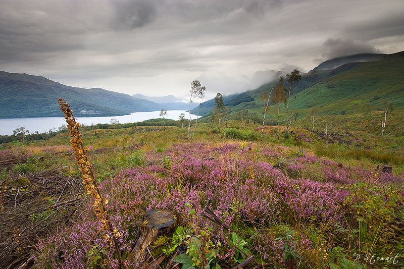 Lomond Heather