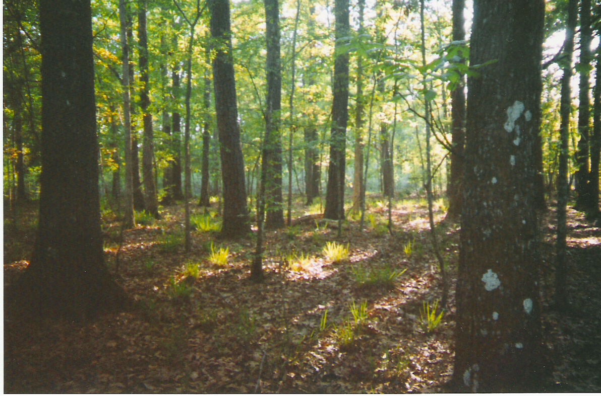 Forest Light