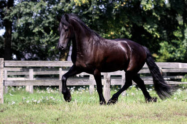 Friesian Horse I