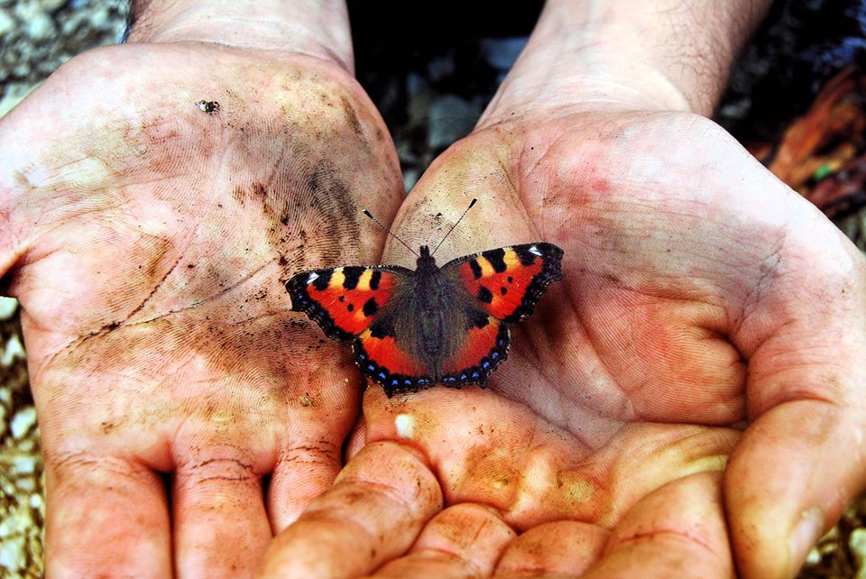 Butterfly caught