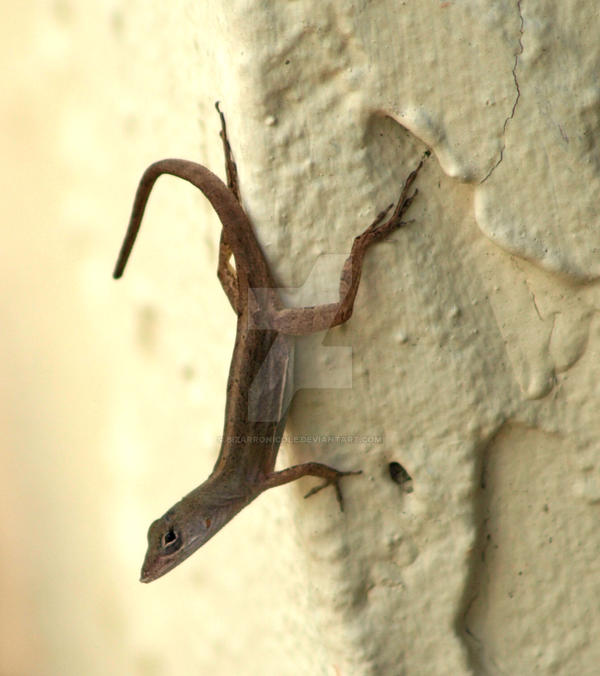 little lizard by bizarronicole on DeviantArt