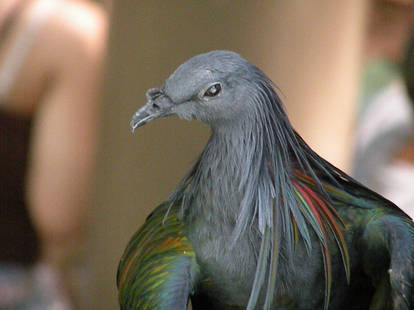 Nicobar Pigeon