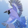 Blue Jay