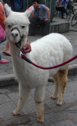 Albino Llama