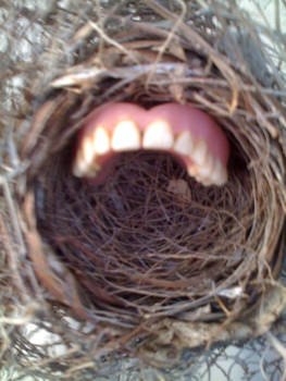 Nest