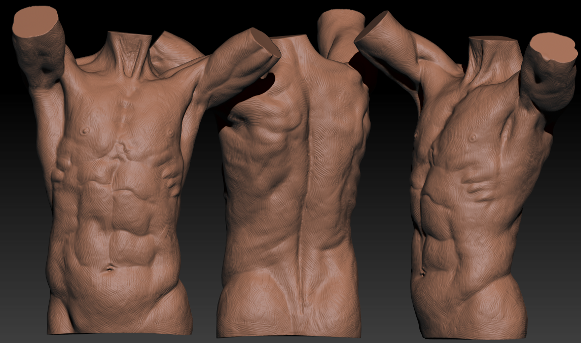 Torso Study