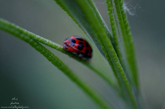 Ladybird