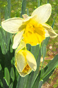 More Daffodils