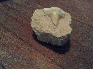 Shark Tooth