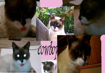 Cowboy's SECOND collage