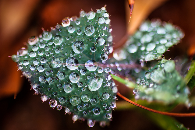 water beads