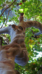 Androuklia tree, Troodos mountain , Cyprus