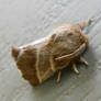 Moth 2