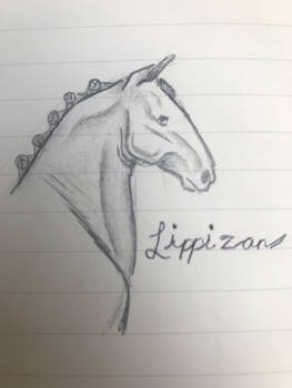 Lippizan 