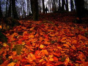 late autumn walk