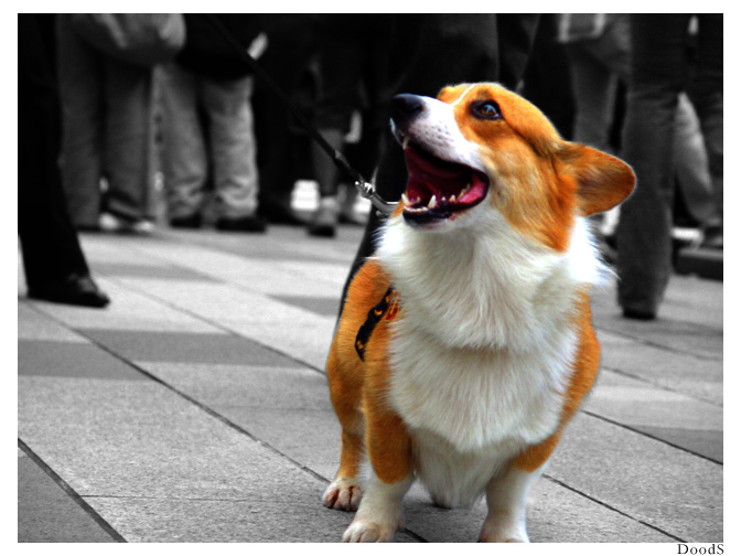 Corgi