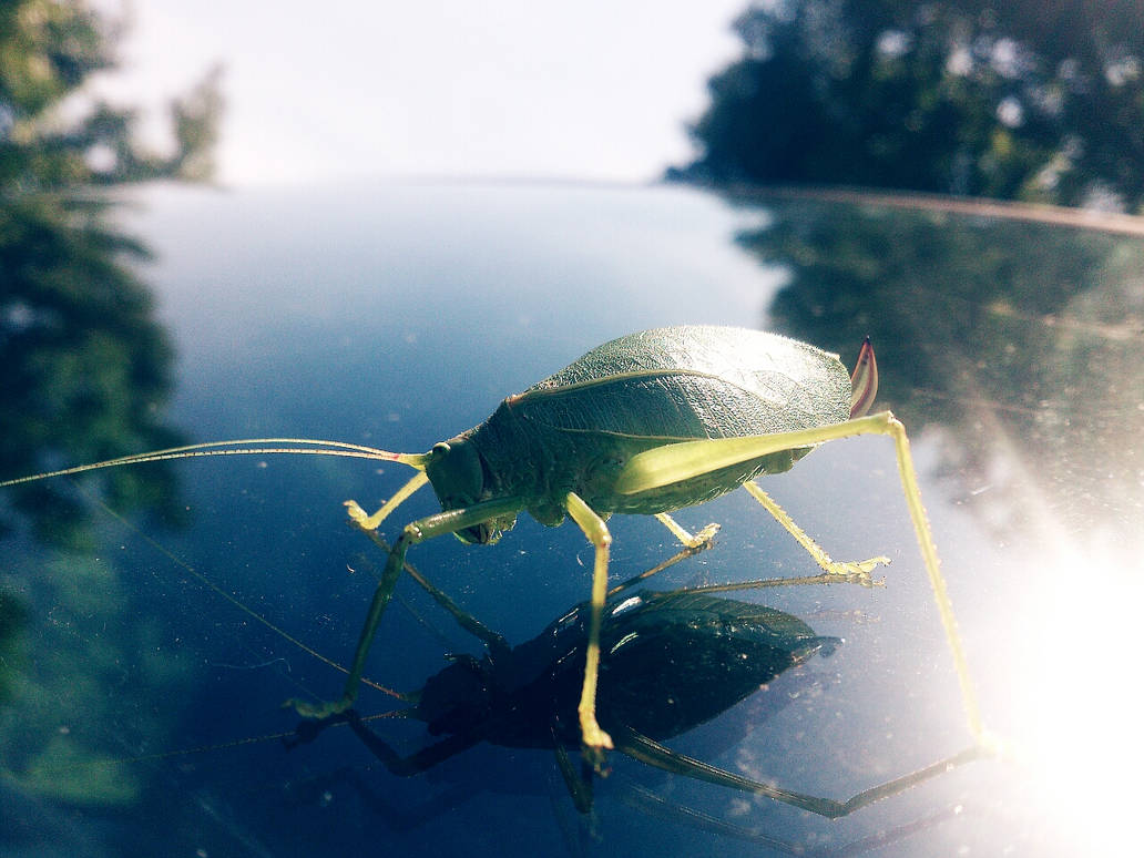 Katydid Bug by BrookeBooze25 on DeviantArt