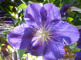 Clematis Romantika