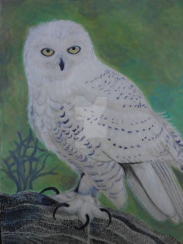 Hedwig