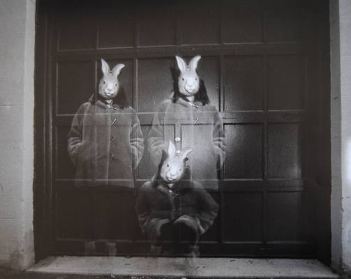 Three rabbits 1