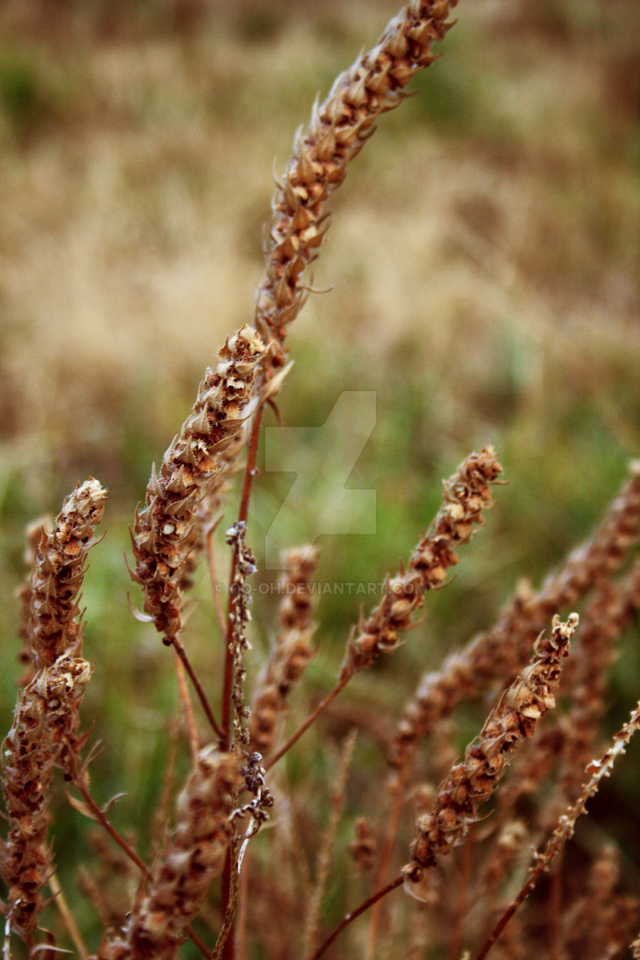 Wheat