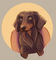 Doggust Day 30 - Dachshund 