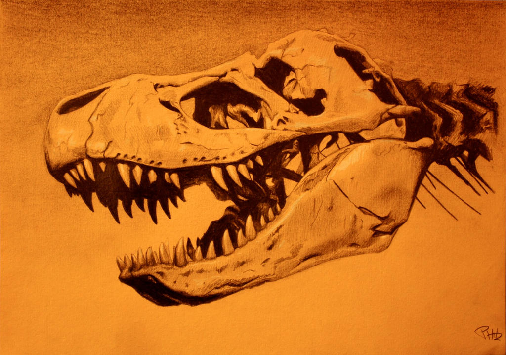 T-Rex Skull