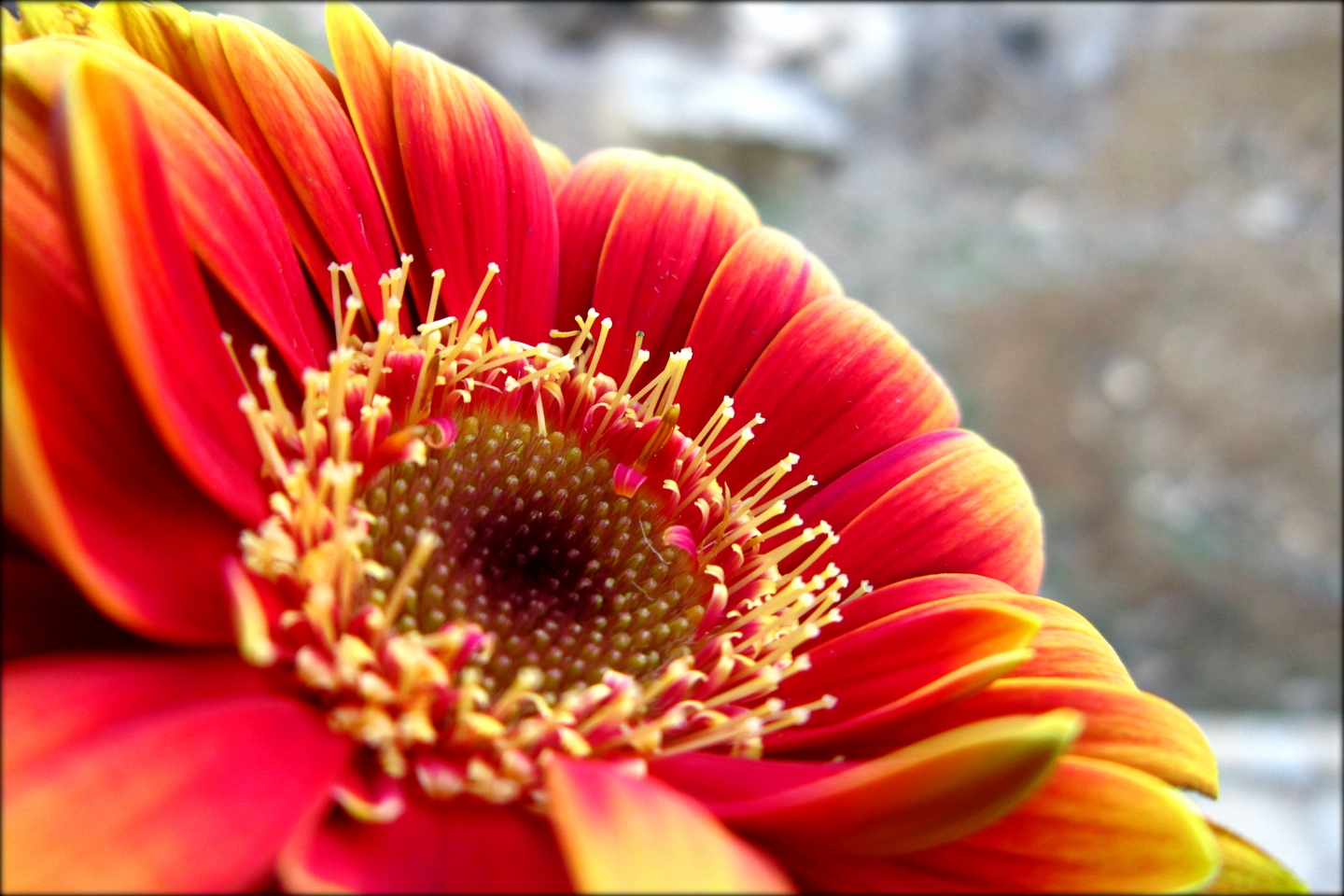 Gerbera