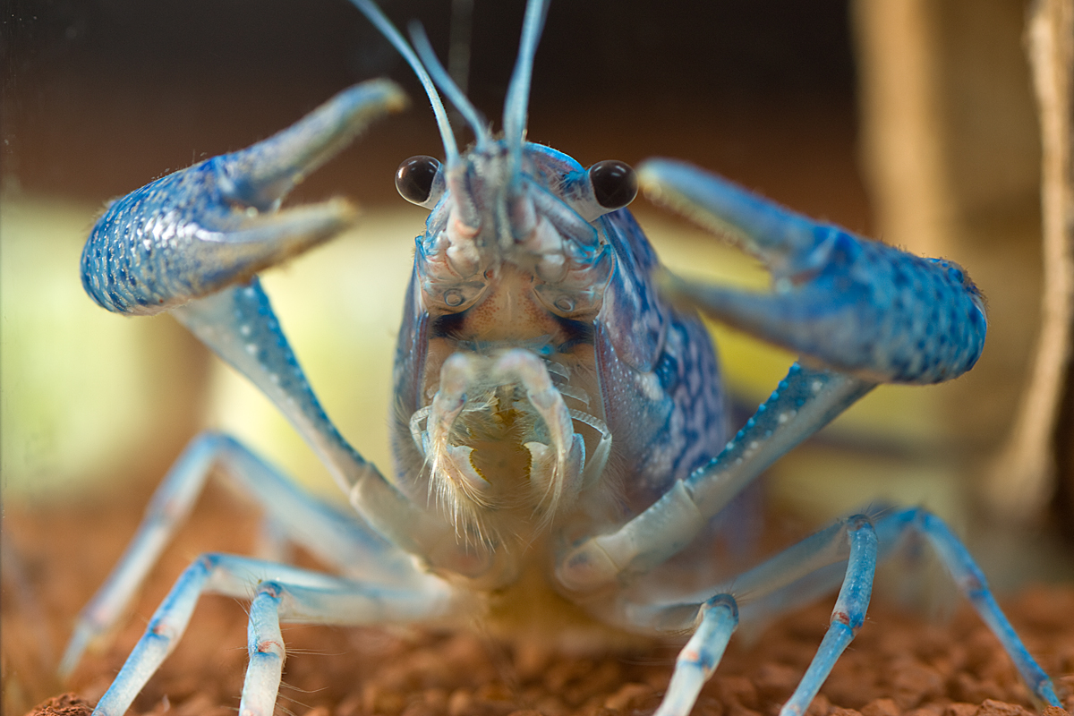 Blue Florida Lobster