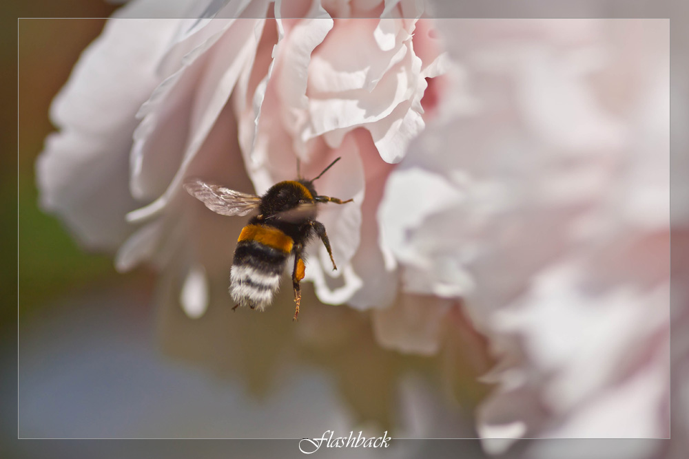 Bumblebee, Hummel