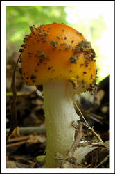 cute lil' mushroom by snikkio