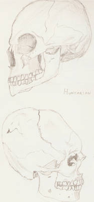 Head binding -skull comparison