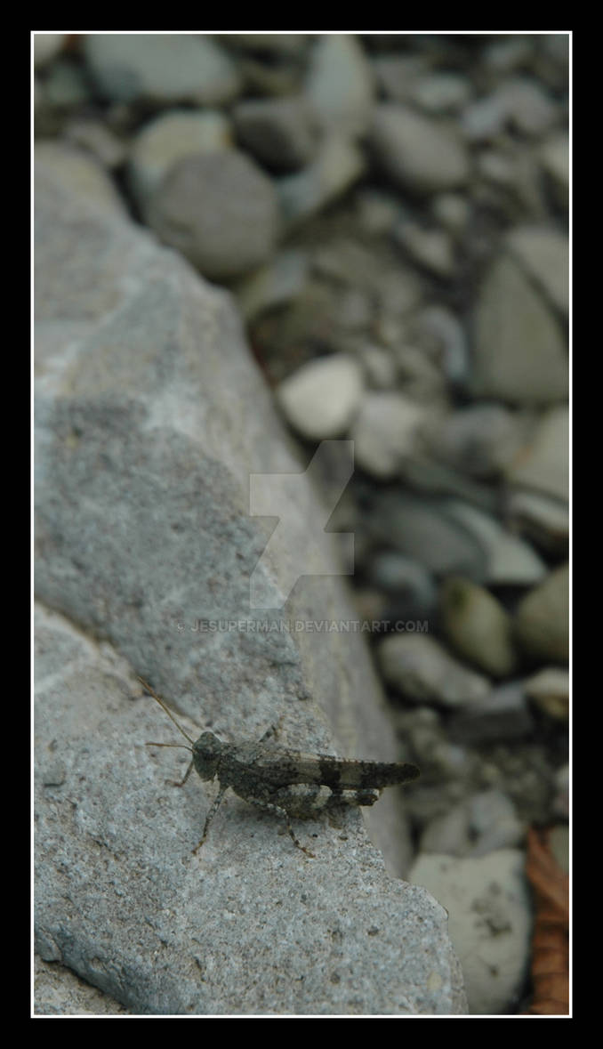 INSECTS-2006 by JesuperMan on DeviantArt