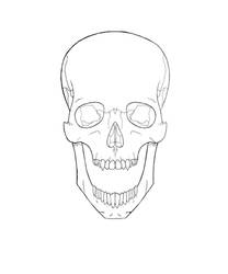 Skull Linework