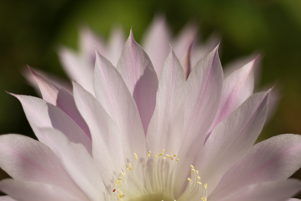 Echinopsis oxygona in bloom