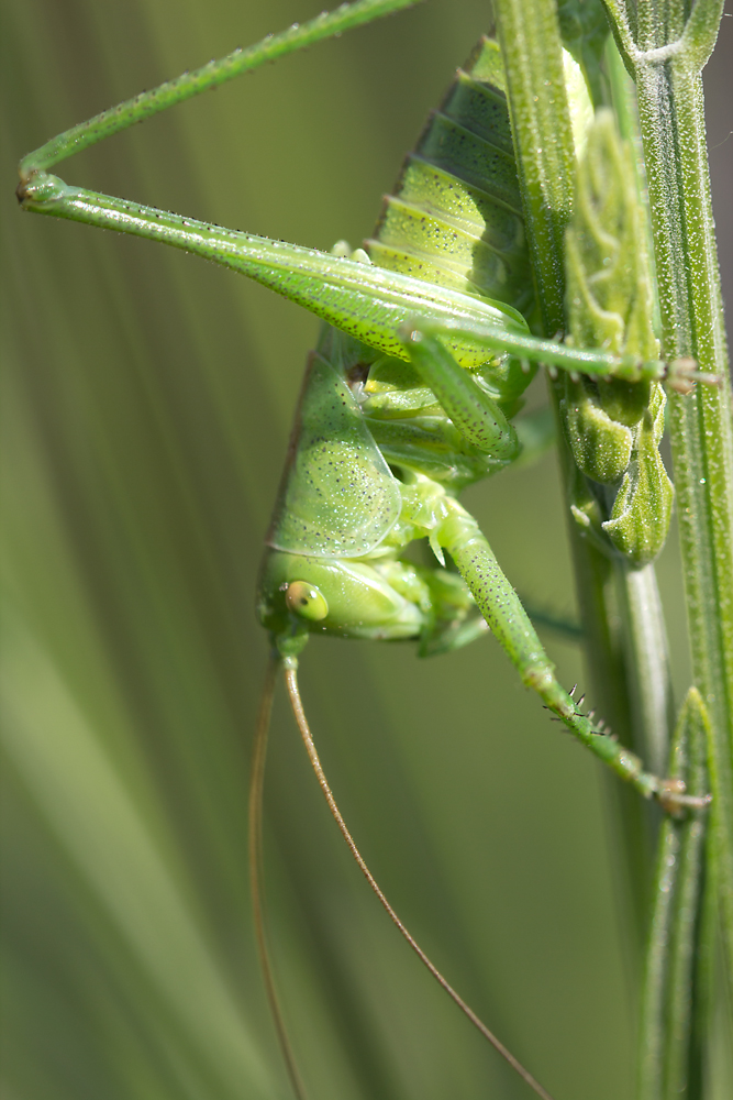 Grasshopper