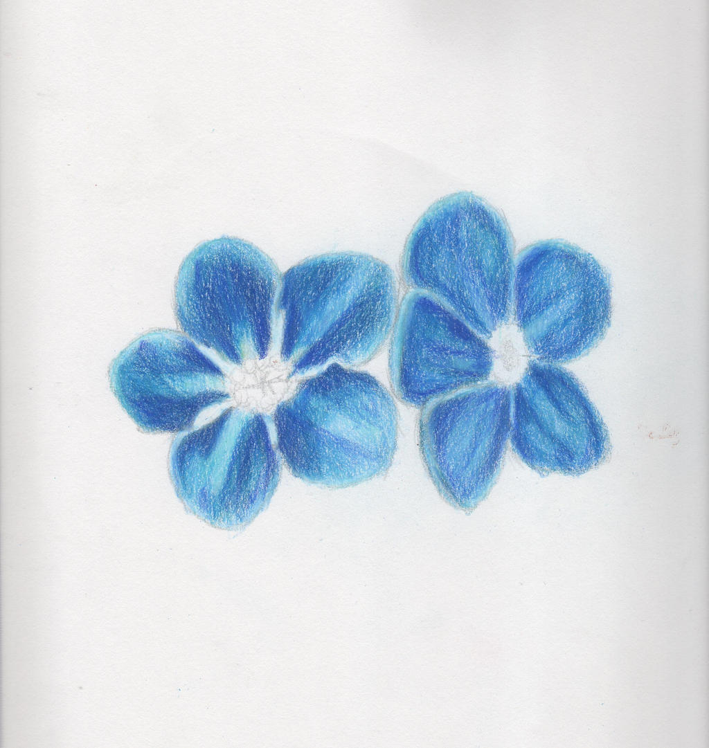 Forget Me Not Colored Pencil Wip By Ryryneko On Deviantart Forget Me Not Colored Pencil Wip By Ryryneko On Deviantart