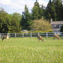 Grazing Deer