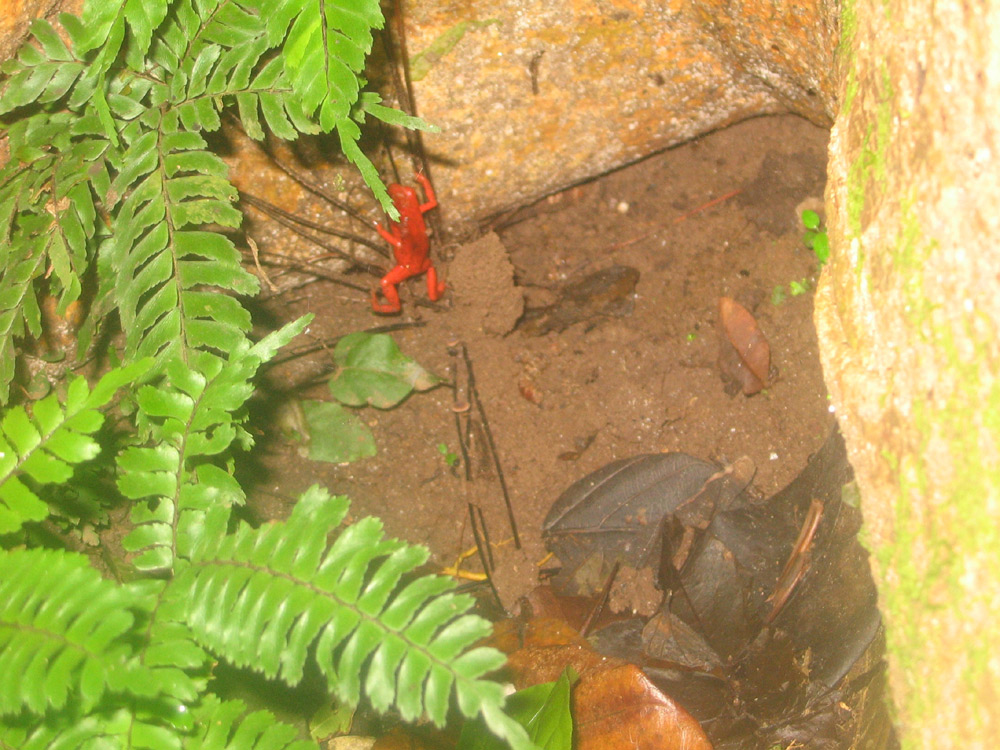 Red Dart Frog