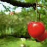 Cherry