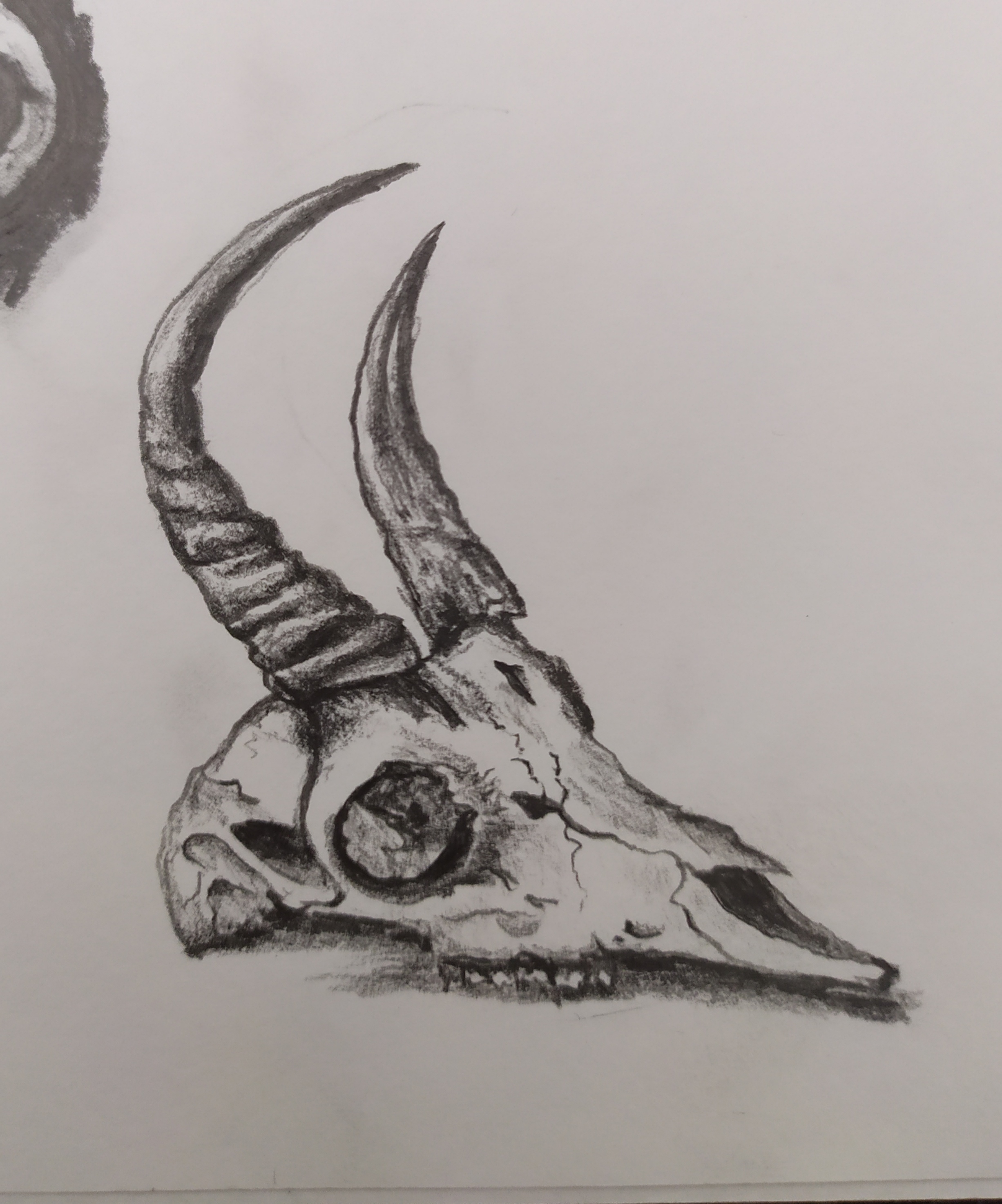 Animal Skull Practice - Pencil Sketch by llAkikochanll on DeviantArt