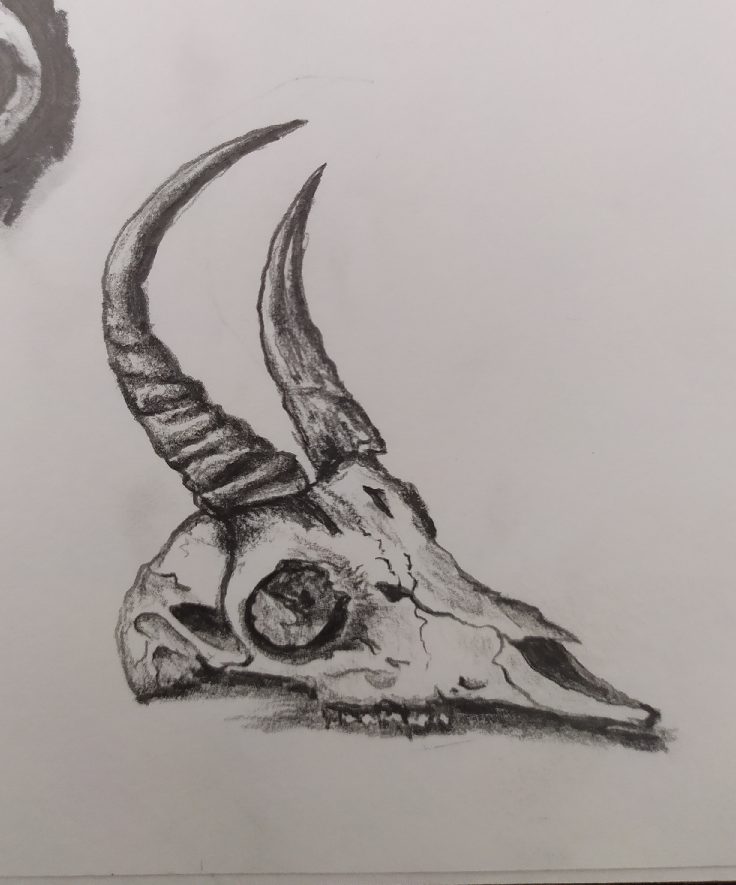 Animal Skull Practice - Pencil Sketch by llAkikochanll on DeviantArt Animal Skull Practice - Pencil Sketch by llAkikochanll on DeviantArt