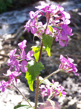 purple in the gorge