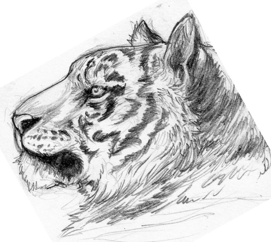 tiger doodle