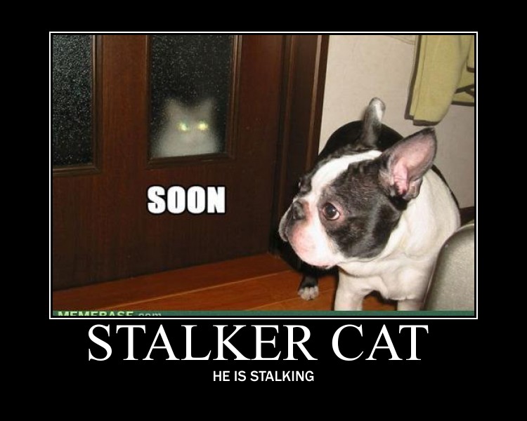 Stalker Cat