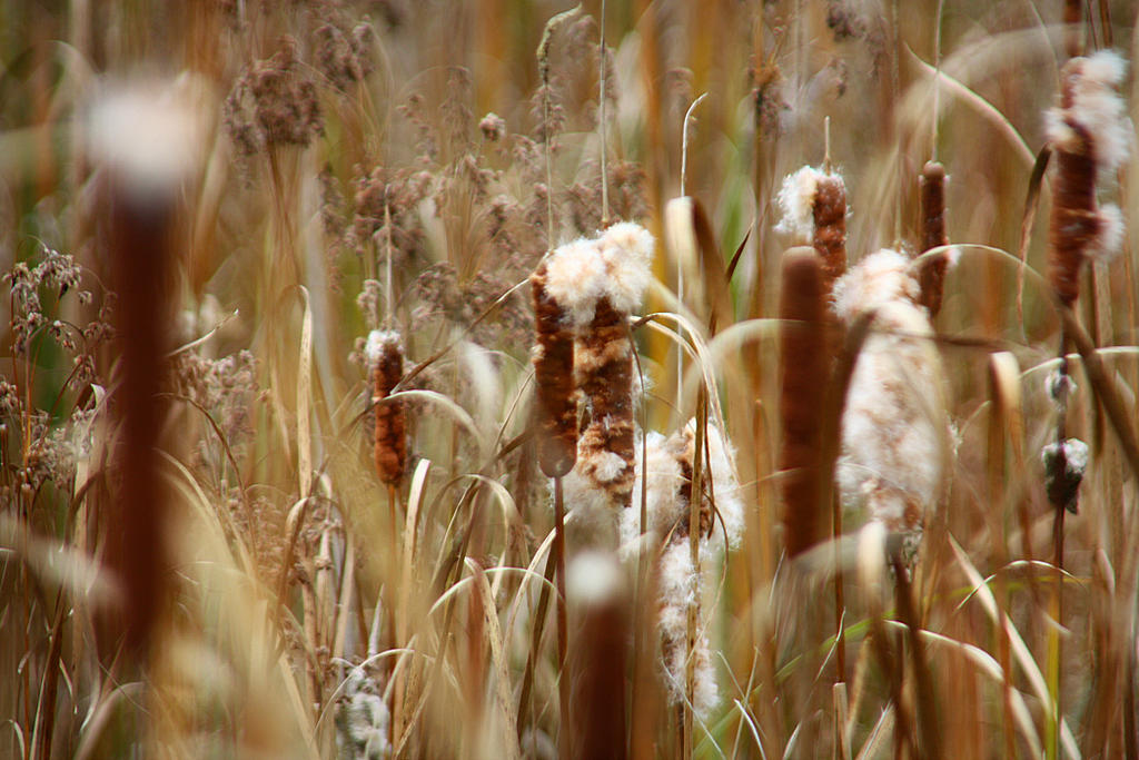 Cattails by ericariane on DeviantArt
