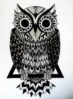 Owl 7