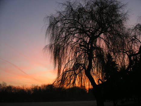 Silhouette of a Willow