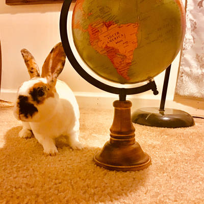My bunny traveled!